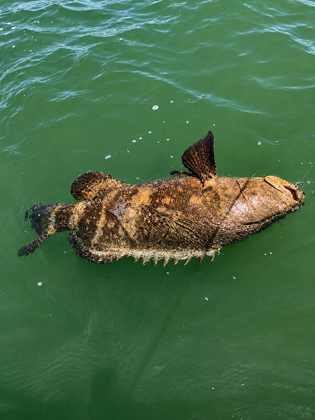 A goliath grouper alongside the boat