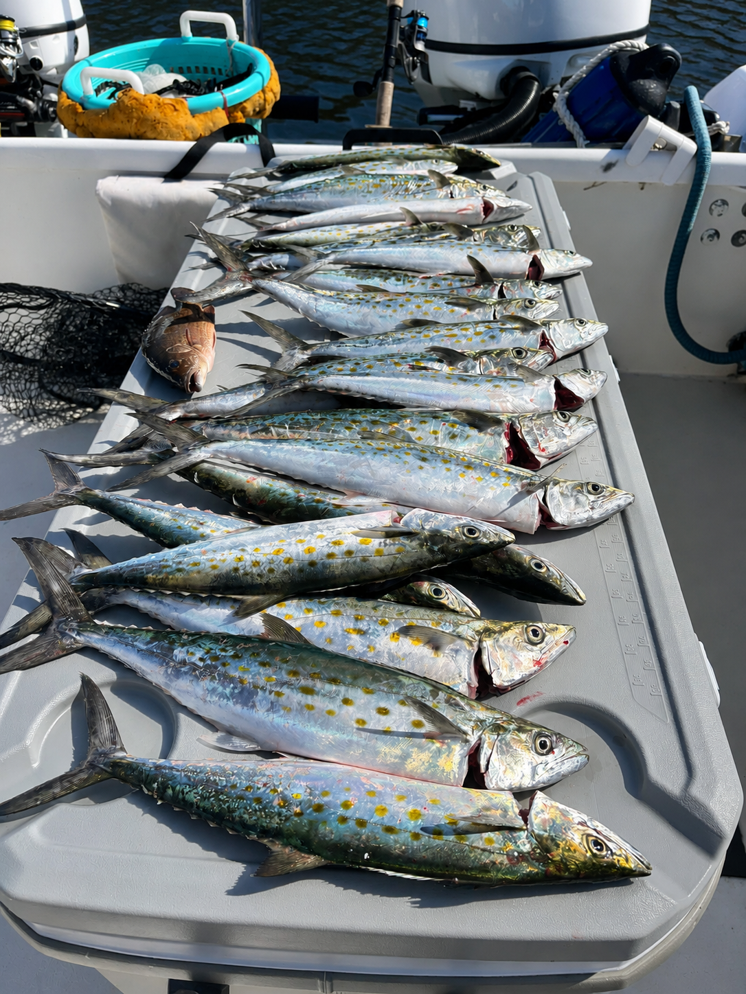 A cooler lid lined with Spanish mackerel