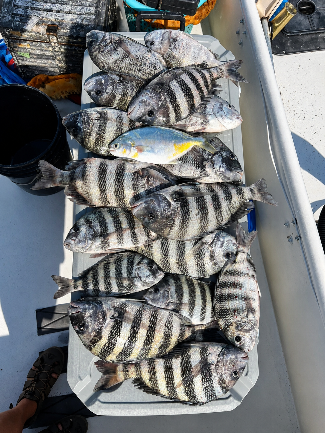 A box full of sheepshead